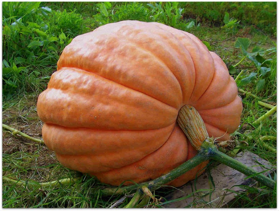 Тыква фиголистная Апельсинка