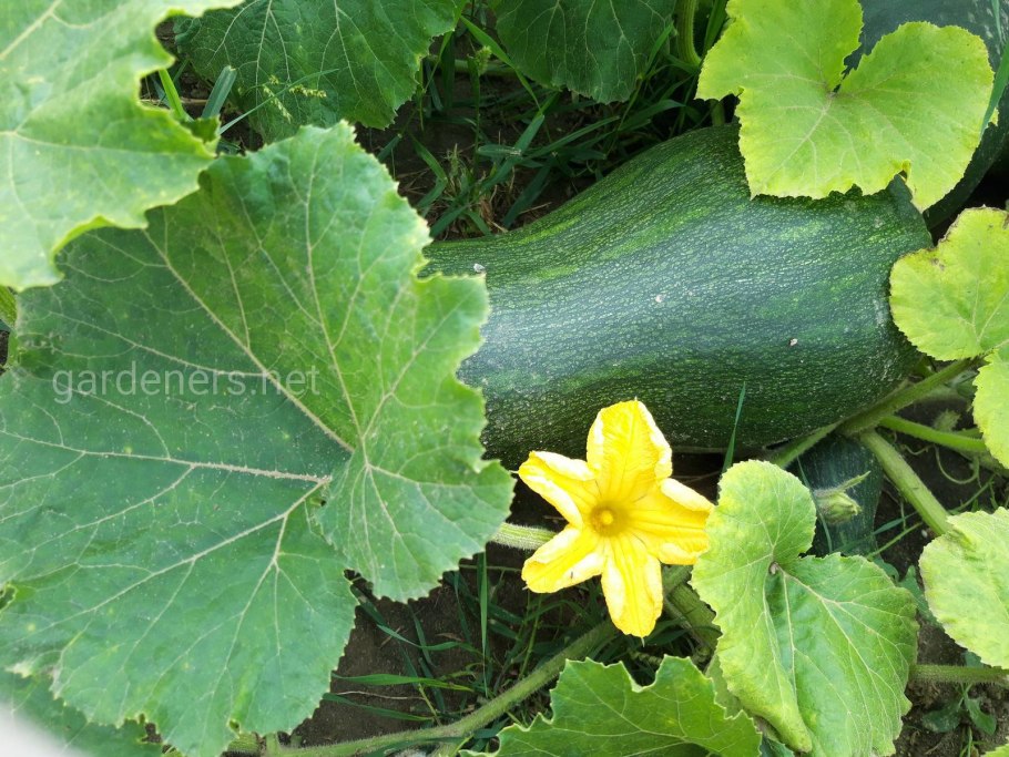 Фицифолия Кукурбита