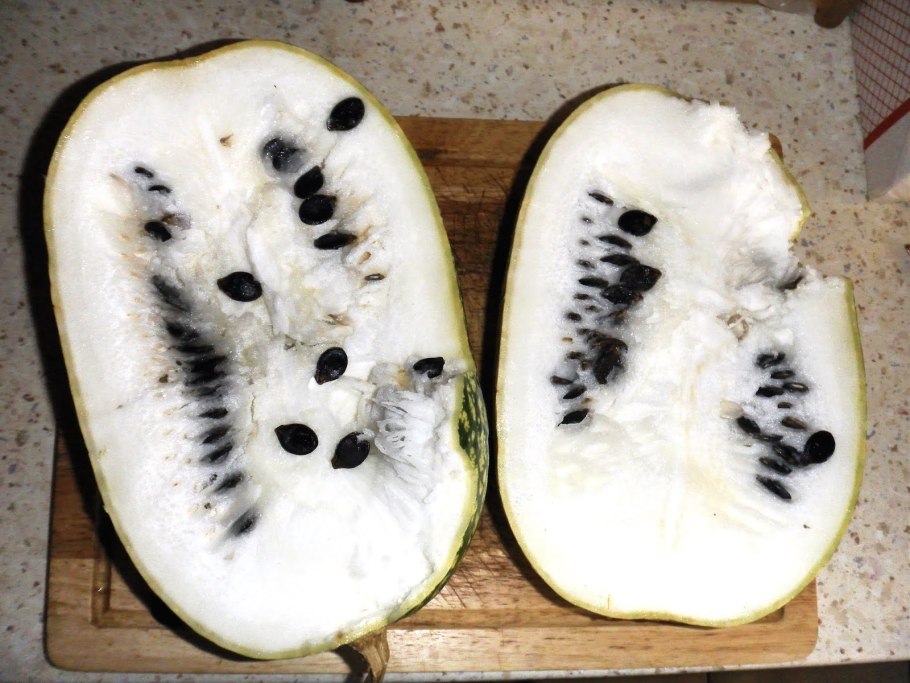 Тыква с черными семенами фицефалия