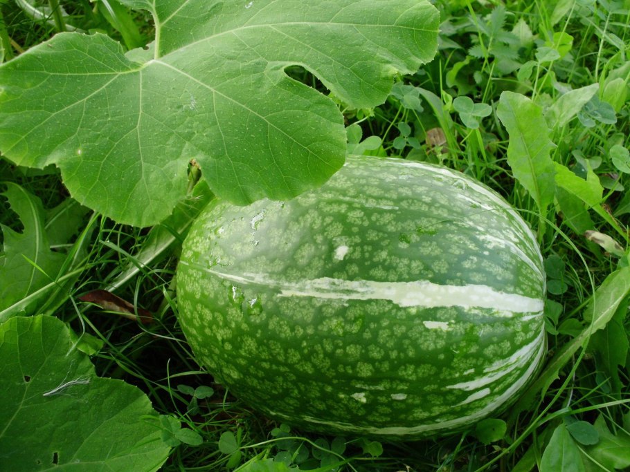 Фицефалия тыква фиголистная