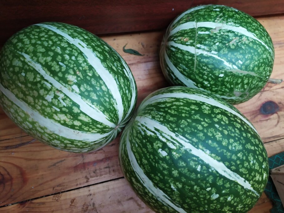 Тыква пятнистая