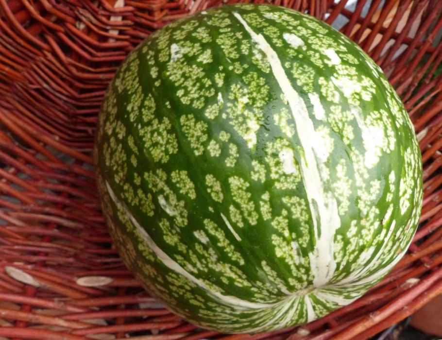 Heirloom Malabar Gourd Seeds, 8 Seeds, Fig Leaf Gourd chilacayote Asian Pumpkin