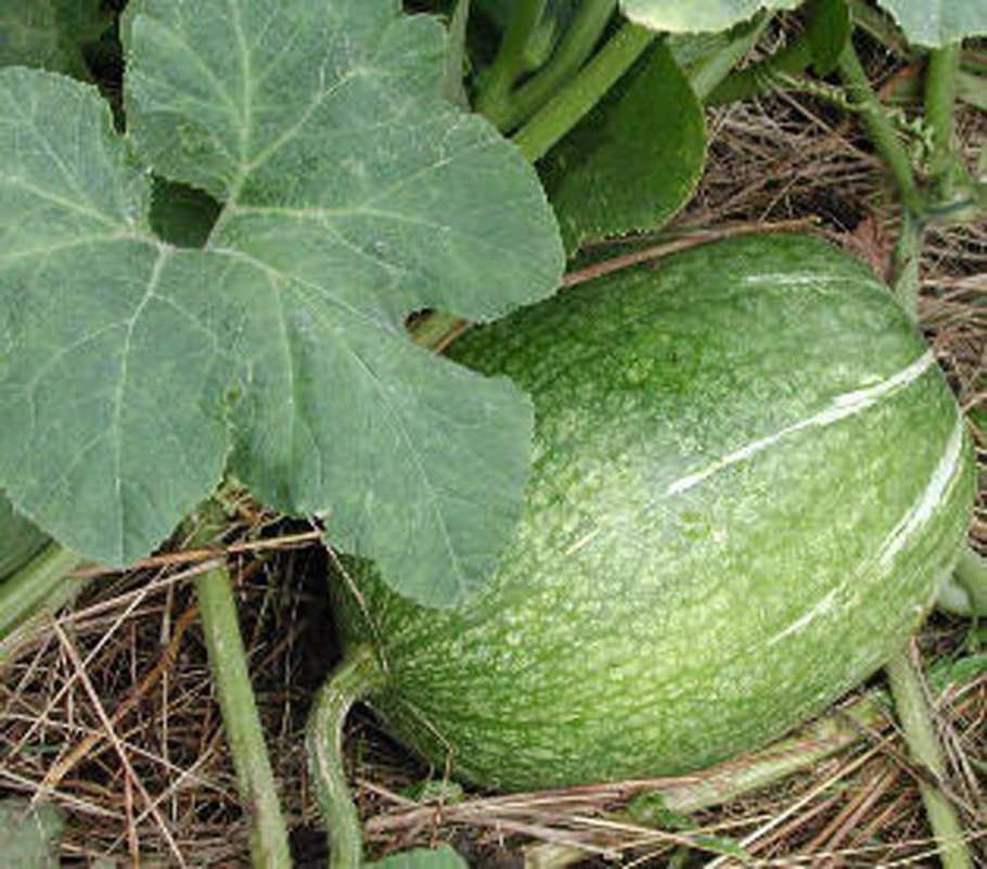 Тыква сорт Виндзор