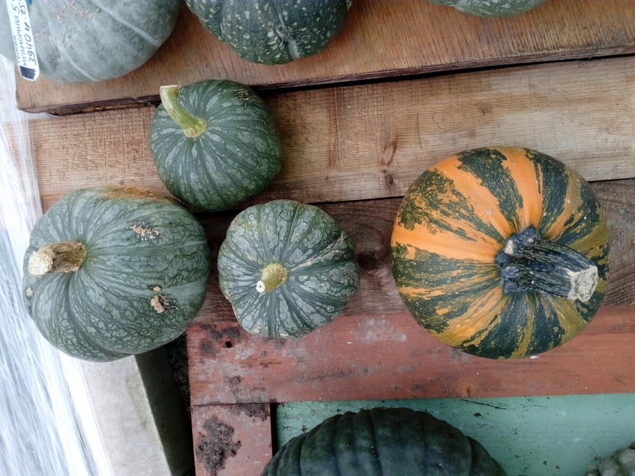 Тыква фиголистная завязь