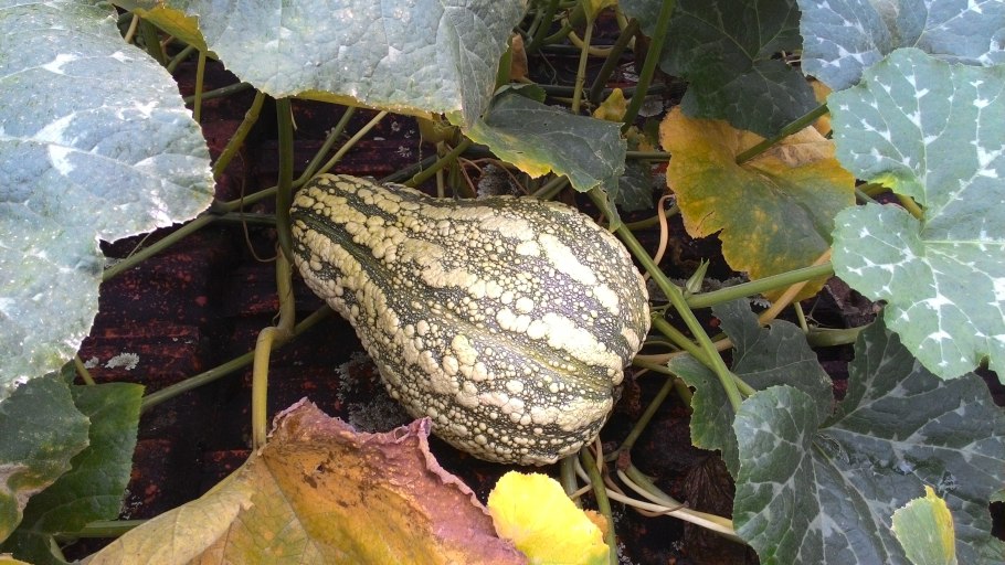 Марина ди Кьоджа