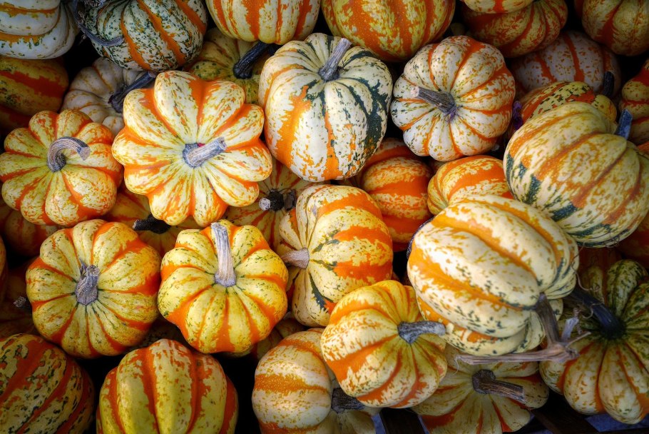 Тыква фиголистная семена