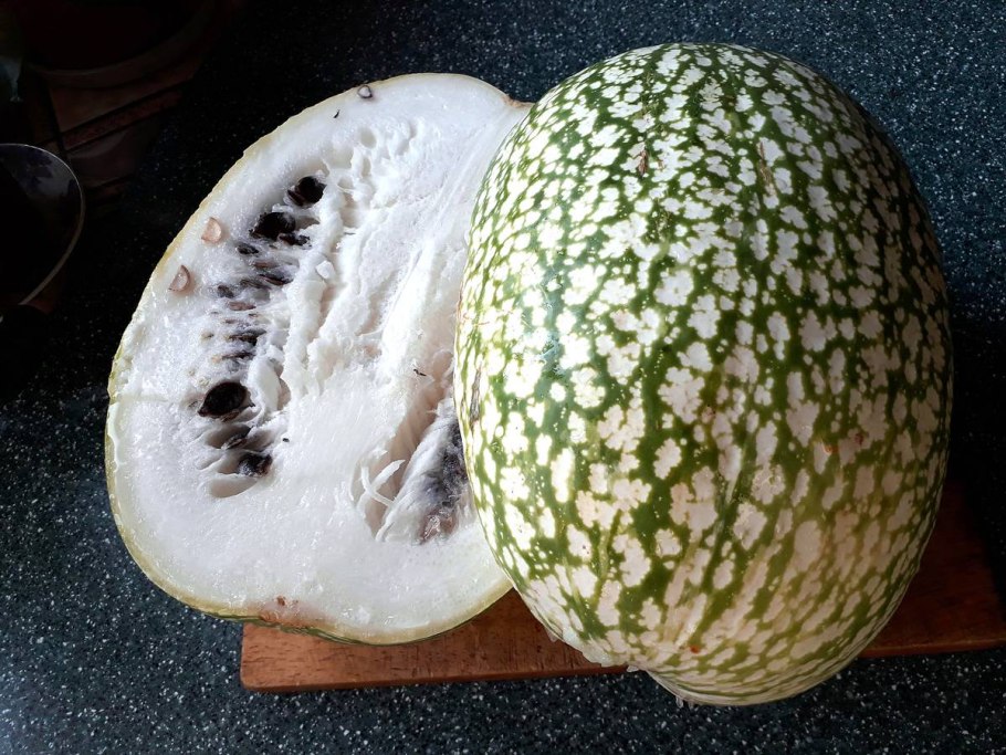 Фицифолия тыква фиголистная