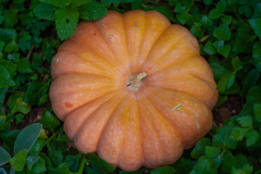 Тыква трилистник