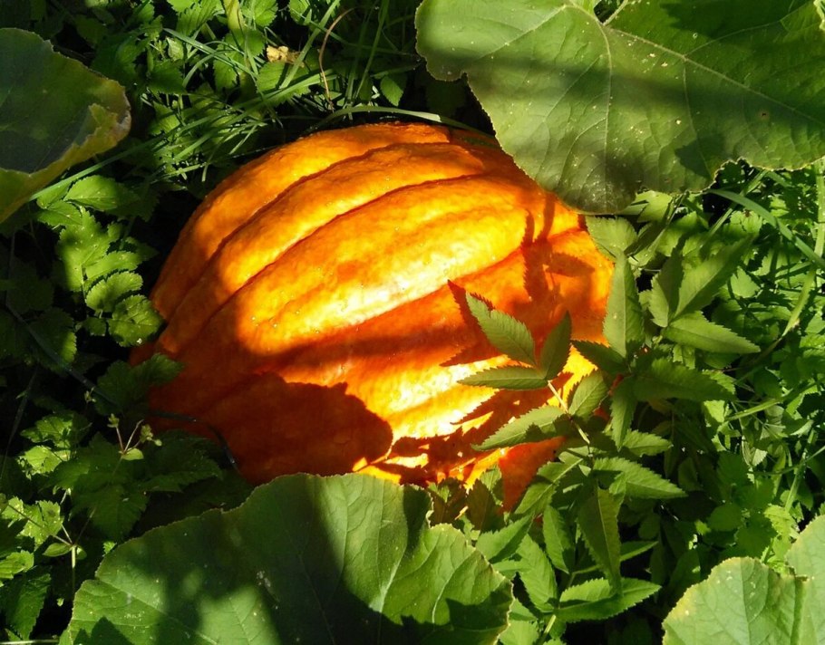 Фицифолия Кукурбита