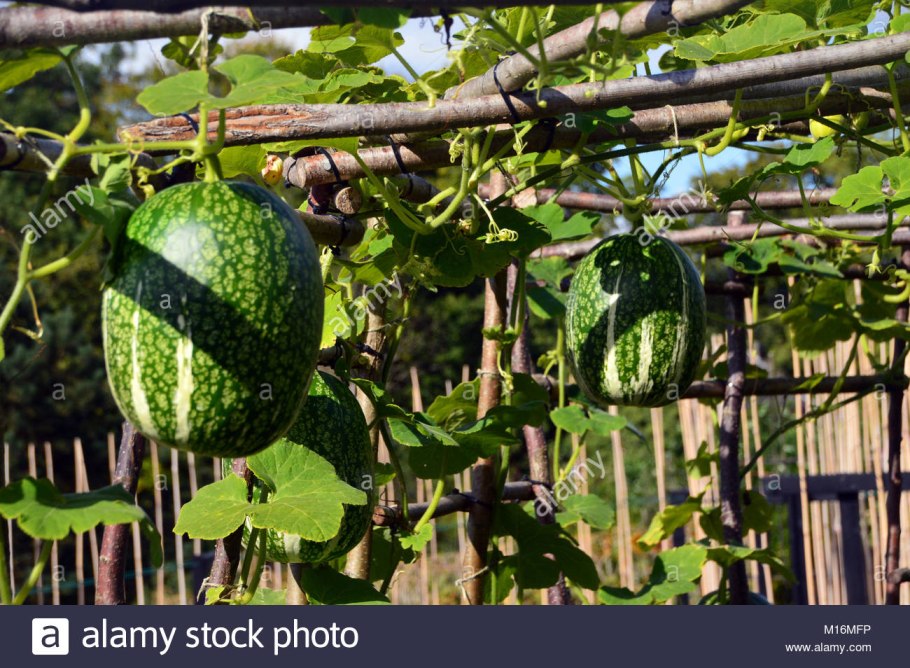 Фицифолия кукурбита