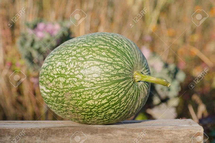 Фицефалия тыква фиголистная