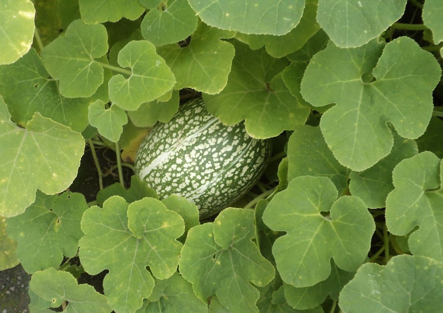 Кабачок скрещенный с тыквой