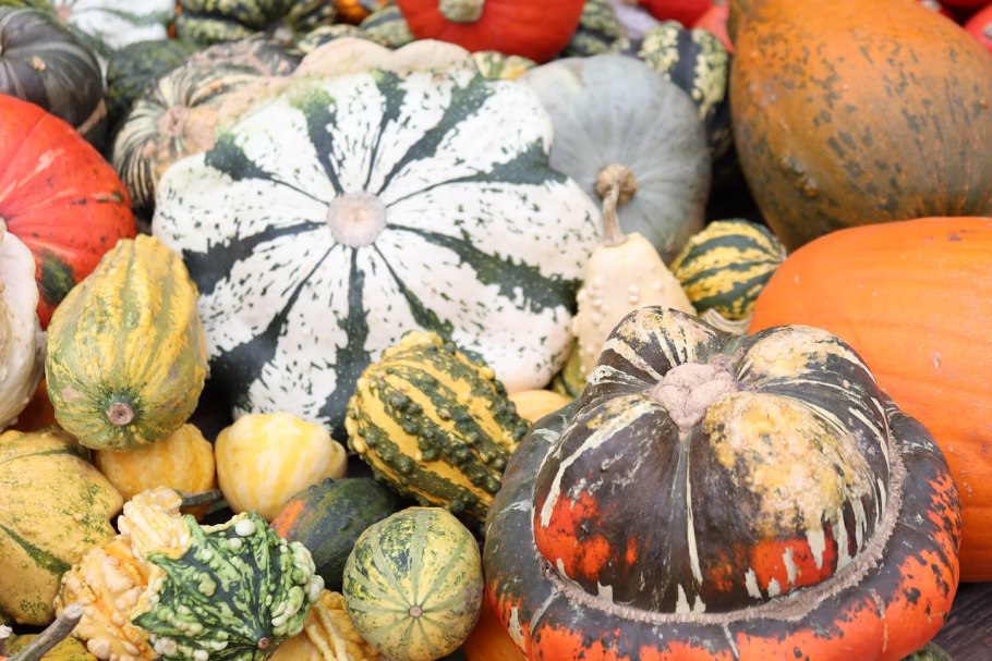 Декоративная тыква на клумбе