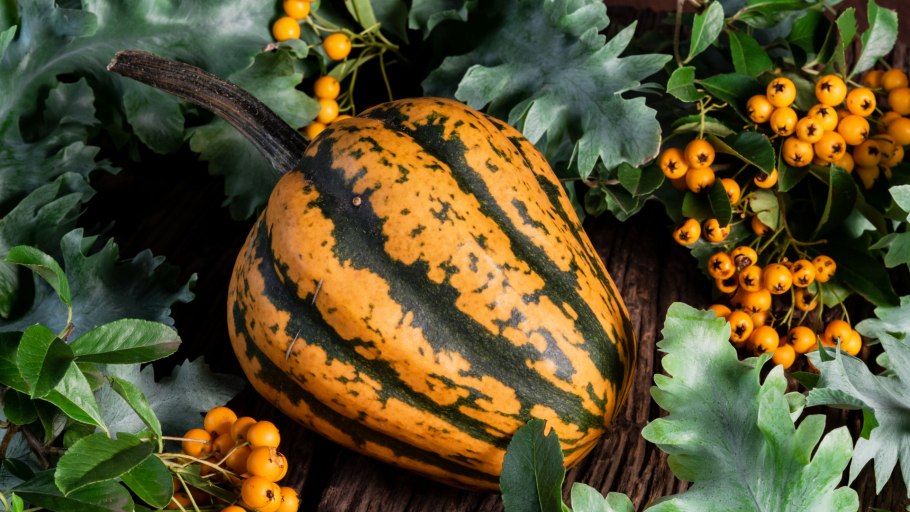 Экзотический фицифолия