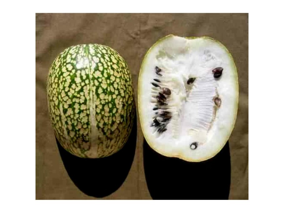 Тыква фиголистная семена