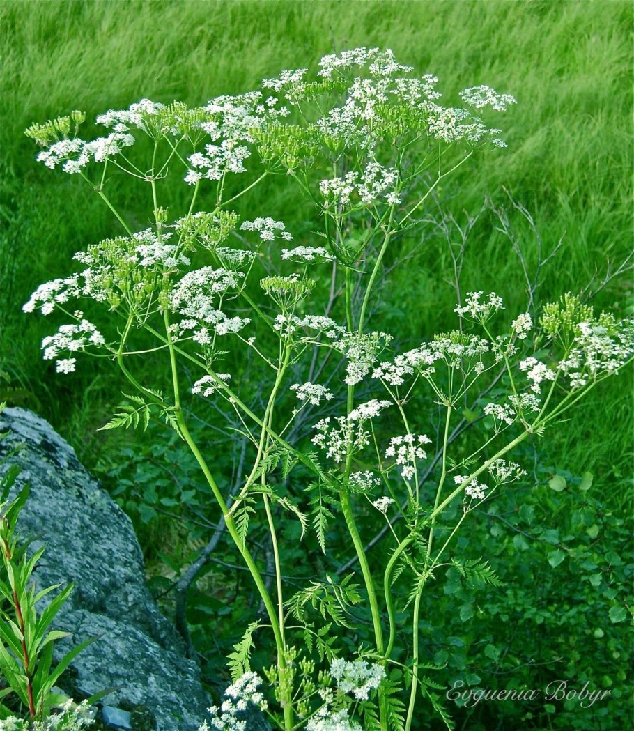 Daucus carota цветок