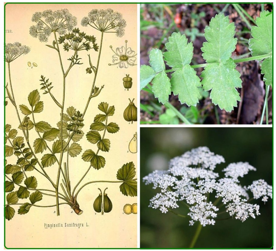 Бедренец камнеломковый — Pimpinella Saxifraga l.