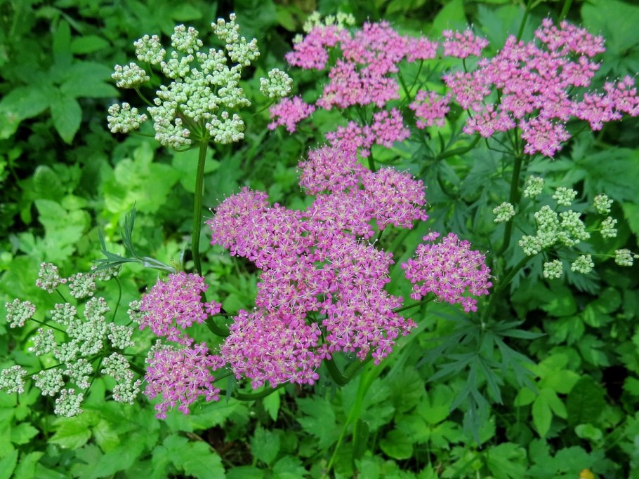 Pimpinella Saxifraga rotundifolia