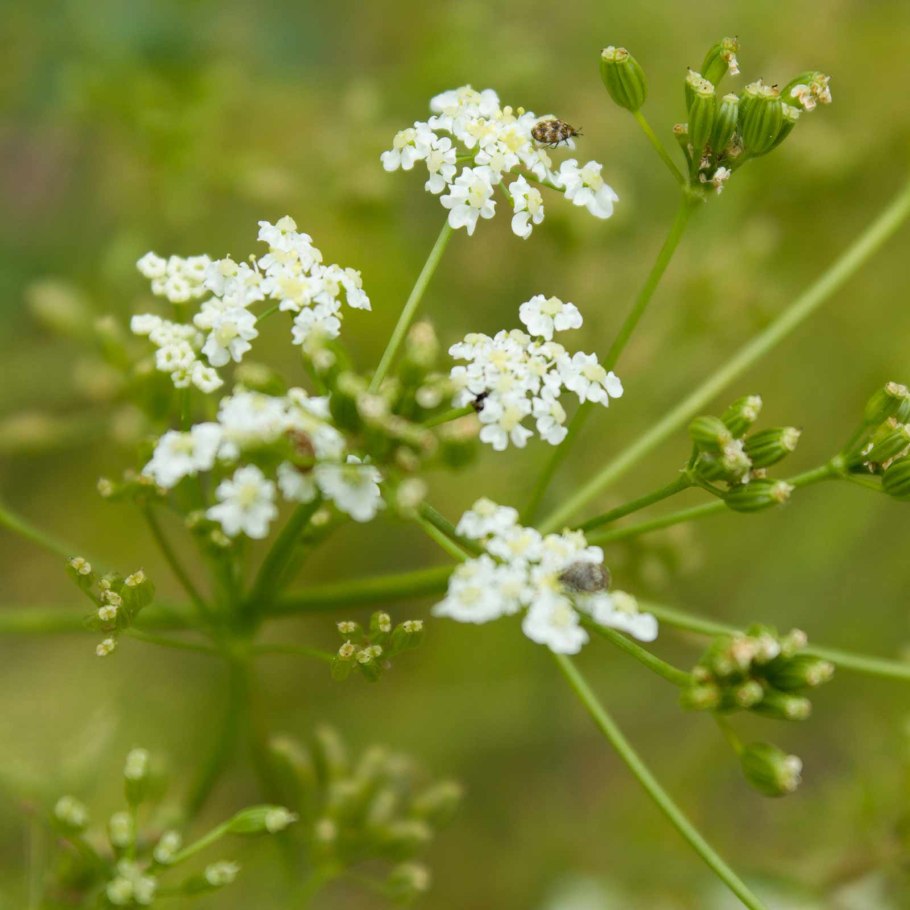 Pimpinella Saxifraga осень