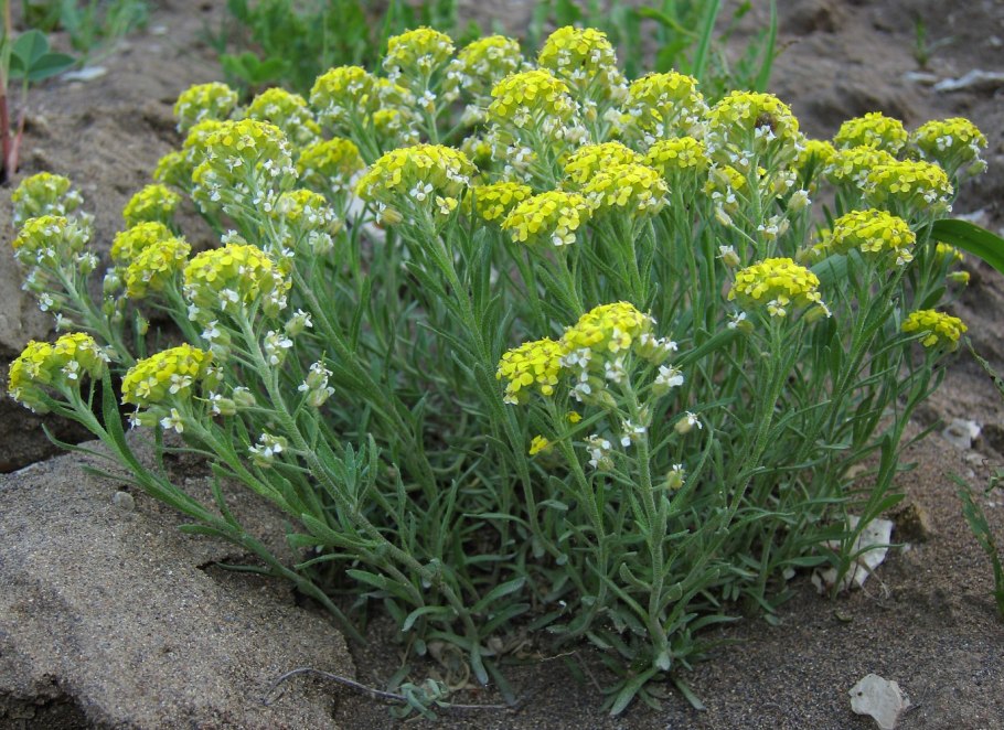 Алиссум Бурачок (Alyssum).