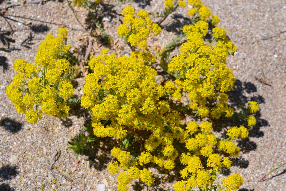 Бурачок горный (Alyssum montanum)