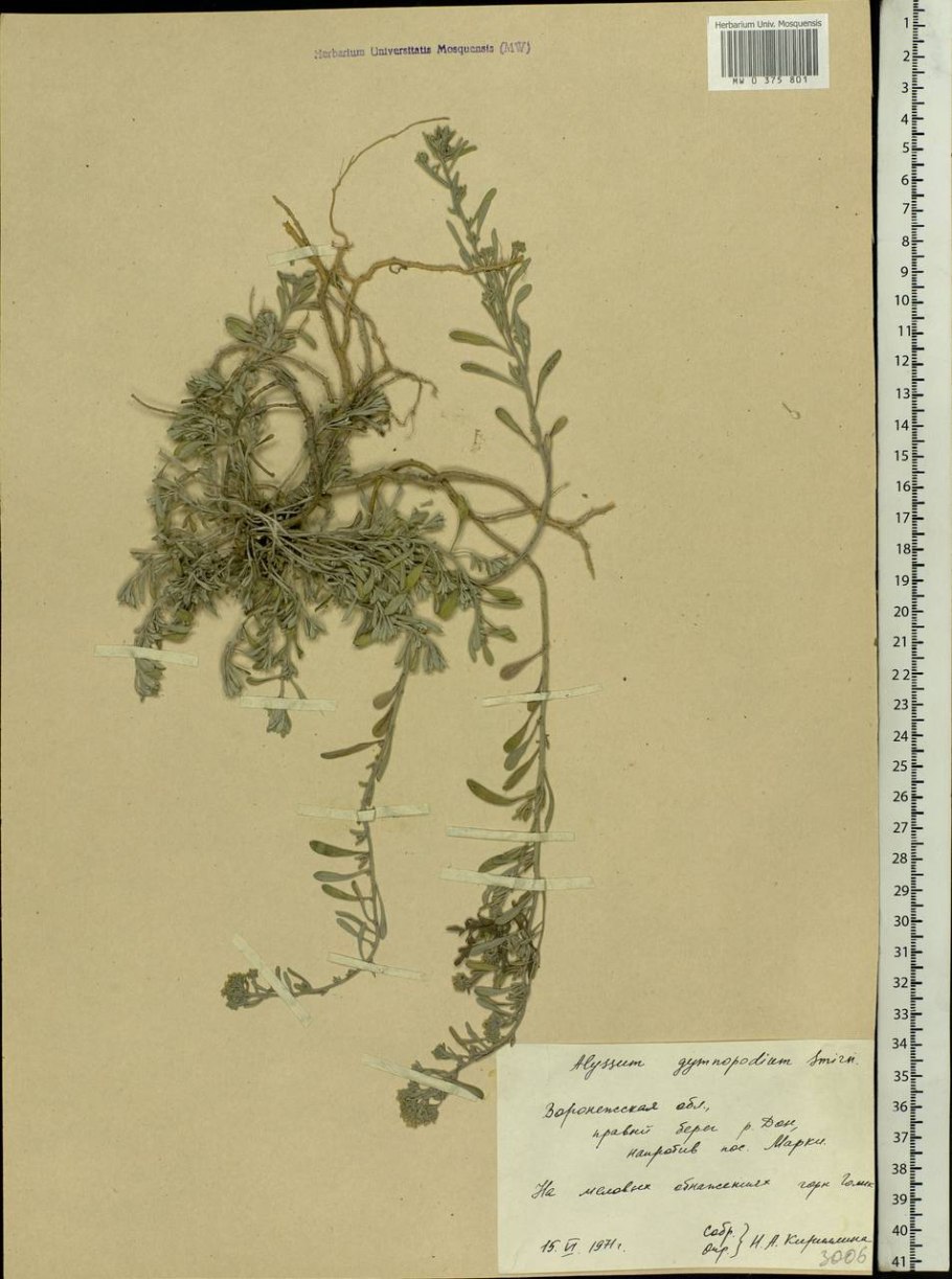 Бурачок Ленский Alyssum Lenense