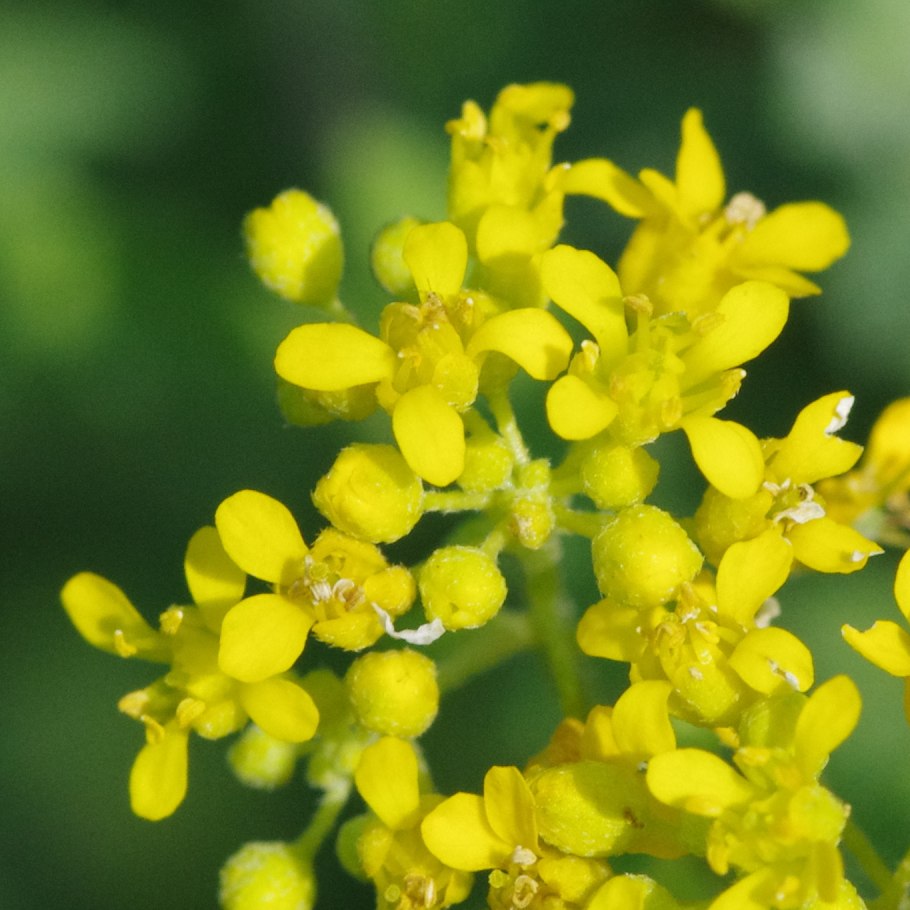 Алиссум горный (Alyssum montanum