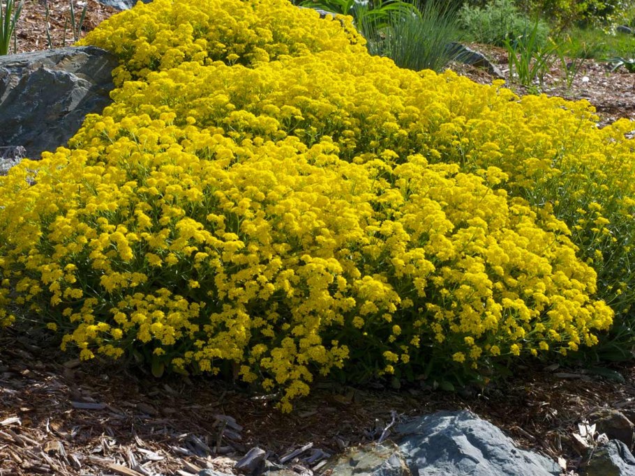 Алиссум Бурачок скальный