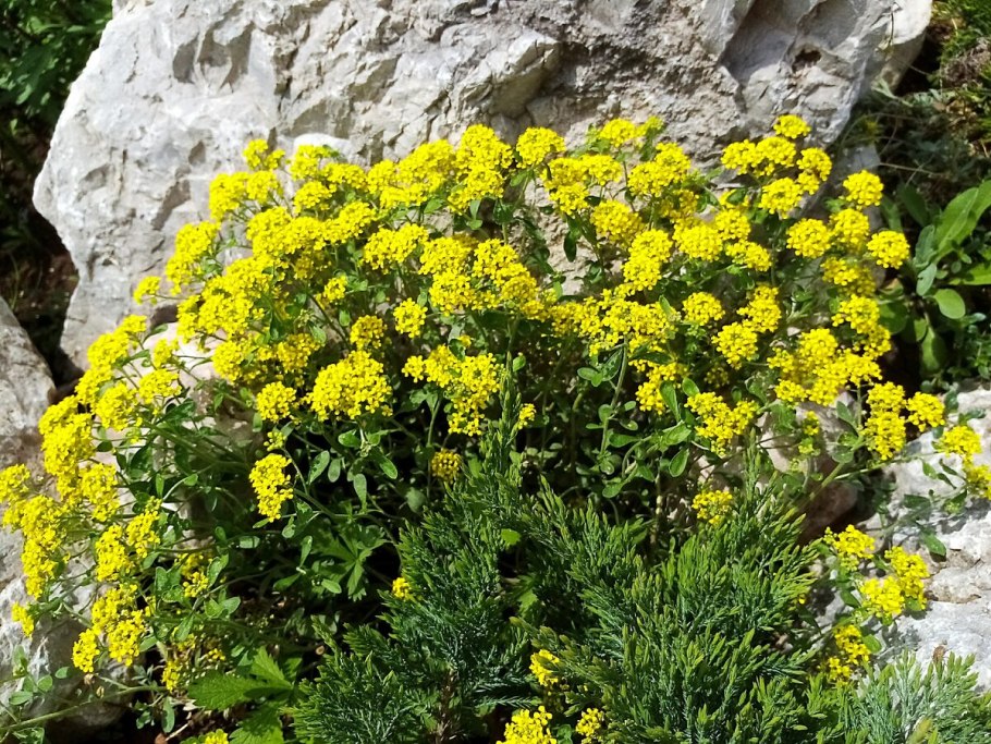 Алиссум Бурачок