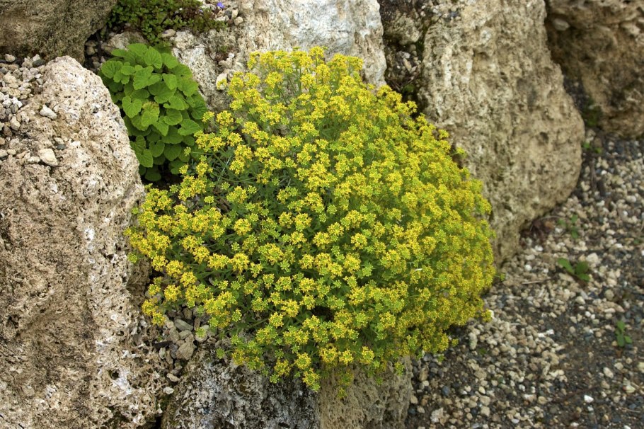 Алиссум Бурачок скальный