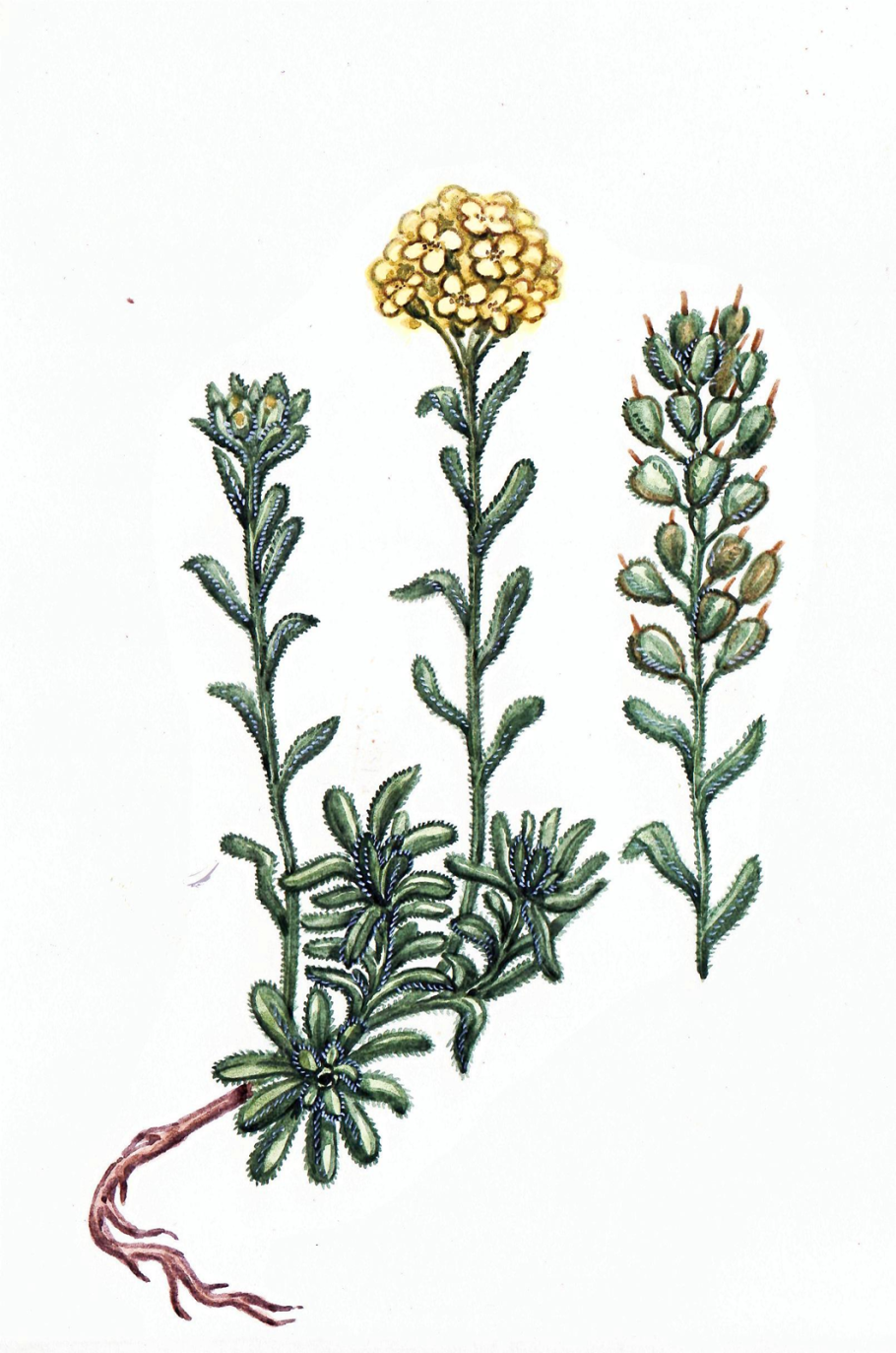 Алиссум скальный