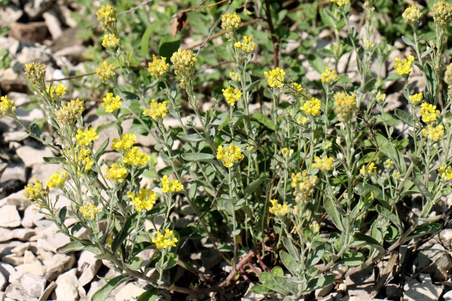 Бурачок Ленский - Alyssum Lenense Adams