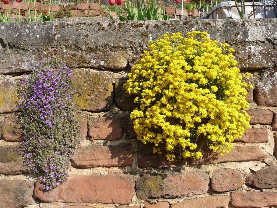 Алиссум Бурачок