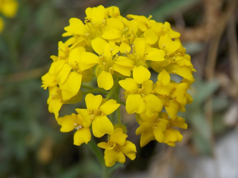 Алиссум Бурачок