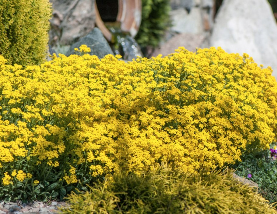 Алиссум Бурачок