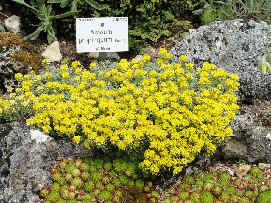 Бурачок Ленский Alyssum Lenense