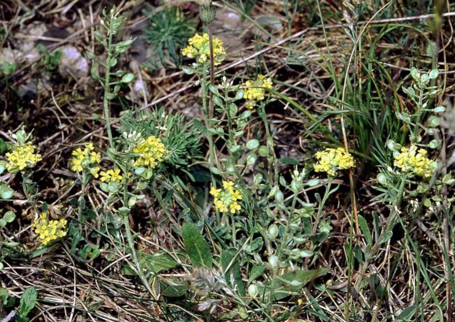Бурачок горный alyssum montanum
