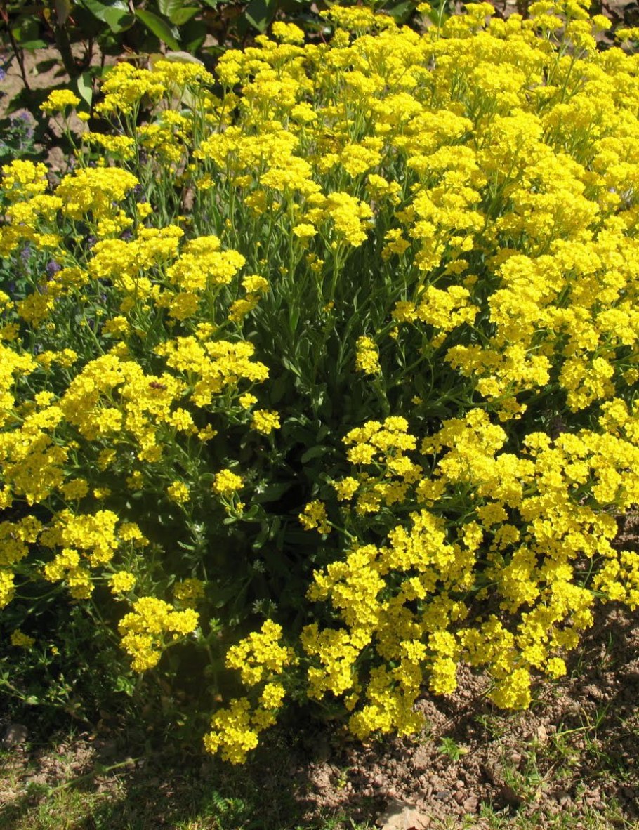 Бурачок Ленский - Alyssum Lenense Adams