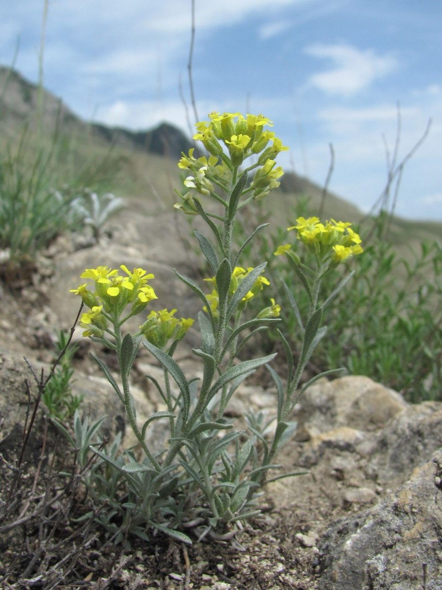 Alyssum alyssoides