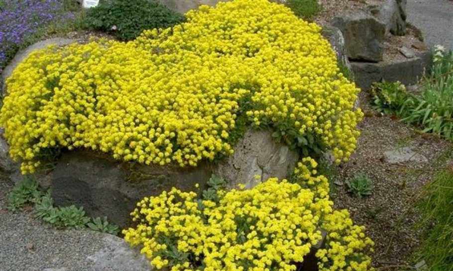 Alyssum múrale