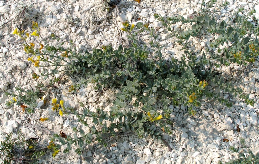 Alyssum obovatum