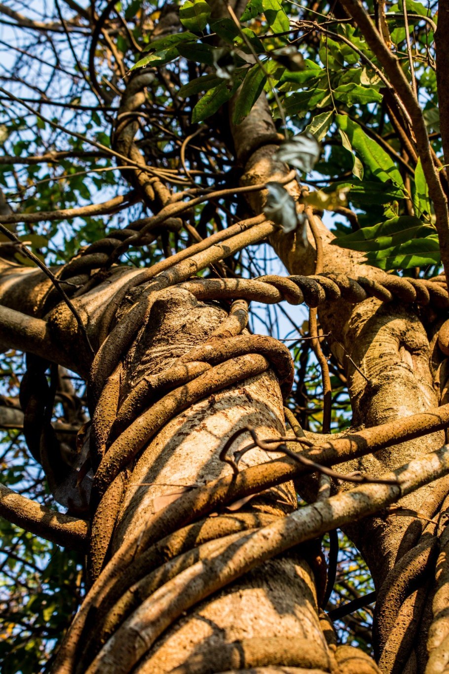 Ротанговая Пальма Продолжительность жизни