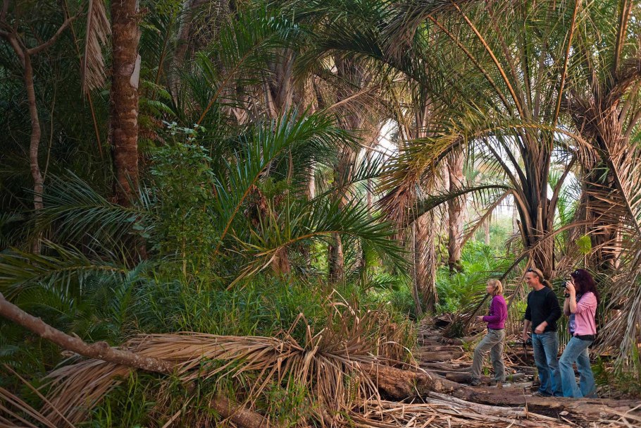 Лиановидная пальма ротанг