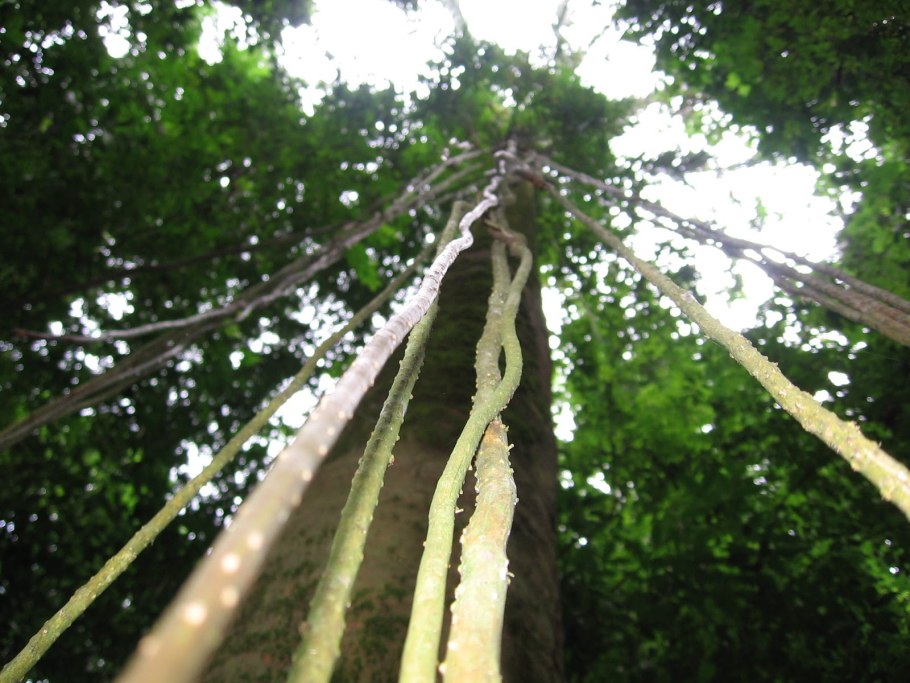 Ротанговая лиановидная Пальма