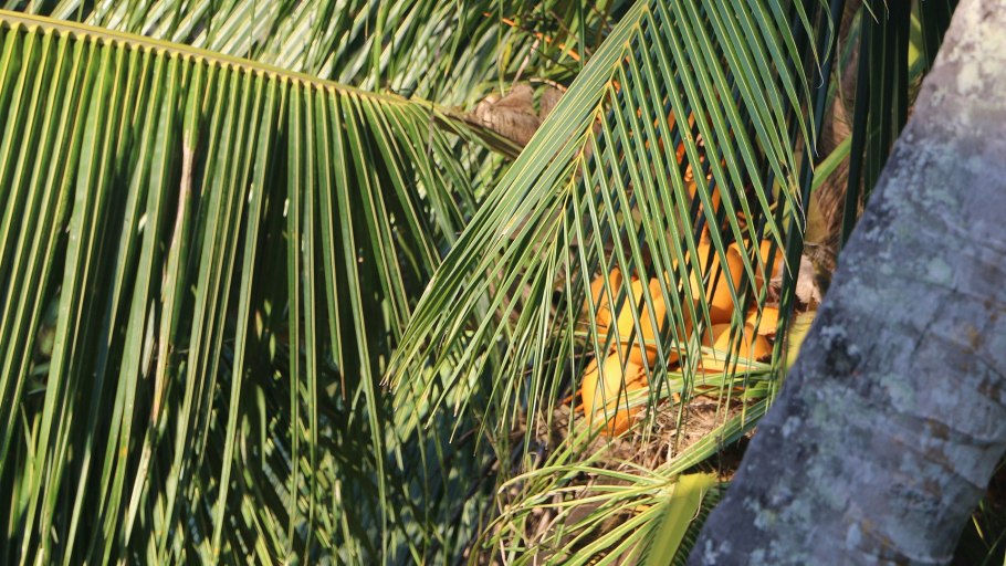 Кокосова пальма