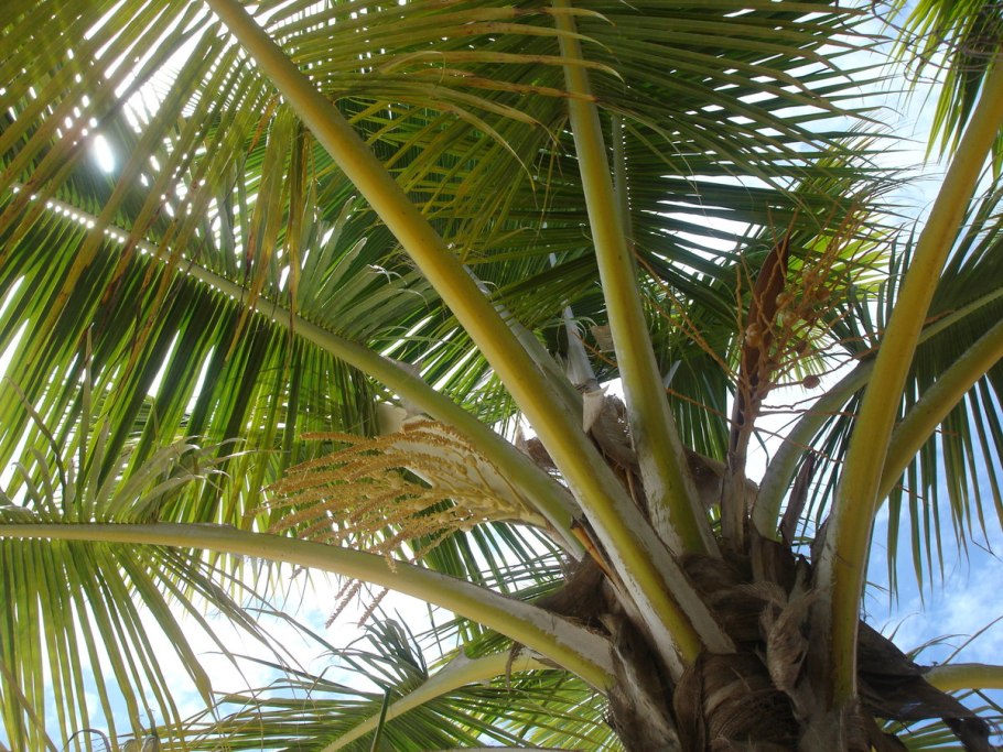 Ротанговая Пальма растение