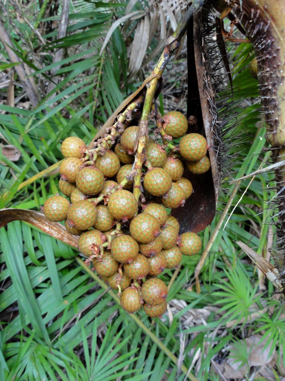 Ротанговая Пальма Лиана