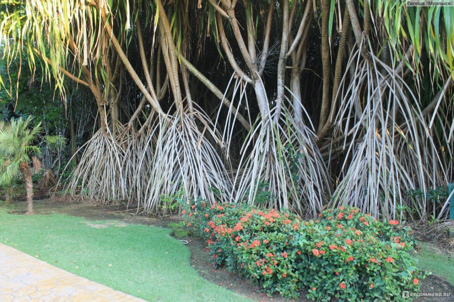 Ротанговая лиановидная Пальма