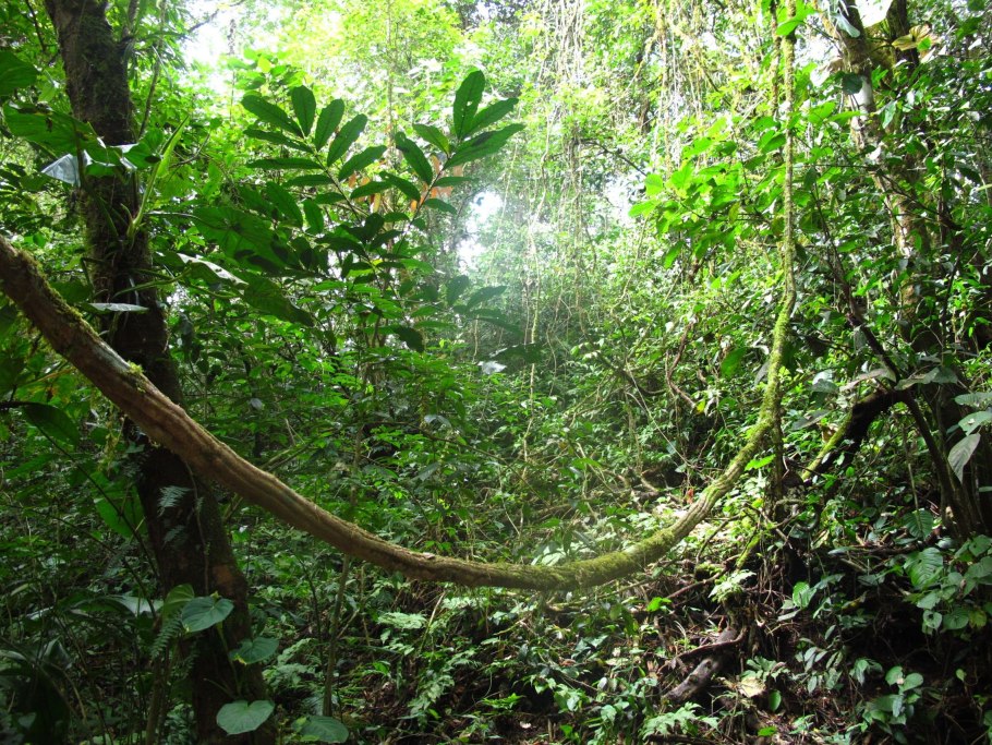 Экваториальный лес растения лианы