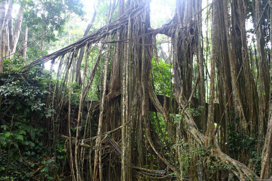 Южная Америка Сельва лианы